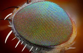 Глаз под микроскопом: фото насекомых