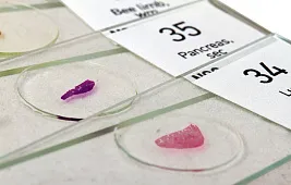 Как использовать микропрепараты для микроскопа