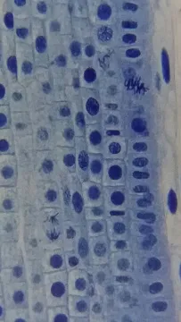 Микроскоп Bresser Erudit Basic 40–400x, изображение 19