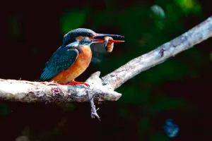 Фототелескоп Levenhuk Kelvin MAK90 AZ GOTO Wi-Fi, изображение 6