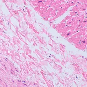 Микроскоп биологический цифровой MAGUS Bio D250TL LCD, изображение 30